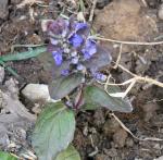 Ajuga