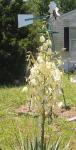 Yucca Blooming