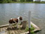 Missy checkin out the lake