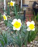 Daffs