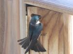 Tree Swallow