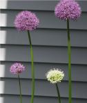 Allium