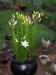 Pot full of Lilies