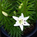 White Asiatic Lily