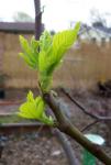 New Fig Leaves