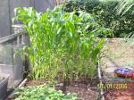 Corn and sweet potatoes in front of corn.