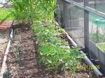 Pepper plants, beans and onions