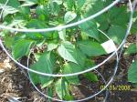 Pepper plant