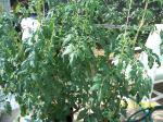 More tomato plants growing on the deck.
