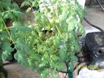 tomatoes plants