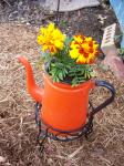 Marigolds in old coffee pot