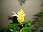 lollipop - pachystachys lutea