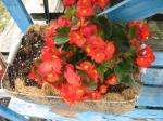 Begonia - Red