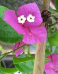 Bouganvillea - closeup