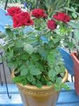 Mini Red Roses