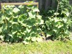 These are the 2 cuke plants 