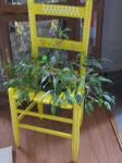 Old Chair Made To Use As A Plant Stand
