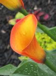 This is the canna I started from bulb, Ilove the color