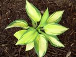 Hosta "June"