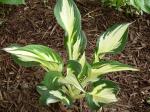 Hosta "loyalist"