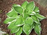 Hosta "Francee"