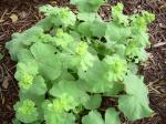 Lady's Mantle