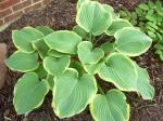 Hosta "Paul's Glory"