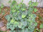 Heuchera "Green Spice"