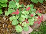 Heuchera "Snow Angel"