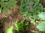 Tiarella & "Herman" amongst Hosta