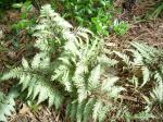 Japanese Painted Fern