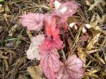 Heuchera "Georgia Peach"