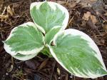 Hosta "Barbara Ann"