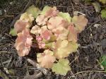 Heuchera "Caramel"