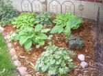 Hosta, Heuchera in back yard