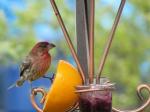 House Finch