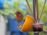 House Finch