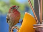 House Finch