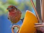 House Finch