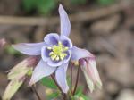 Columbine