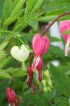 Bleeding Hearts....