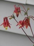 Columbine