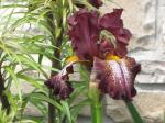 Bearded Iris