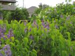 Lilacs....