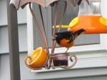 Baltimore Oriole