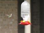 Hummingbird...