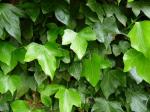 Hedera helix Duckfoot