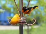 Baltimore Oriole (male)