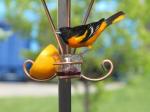 Baltimore Oriole (male)