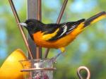 Baltimore Oriole (male)